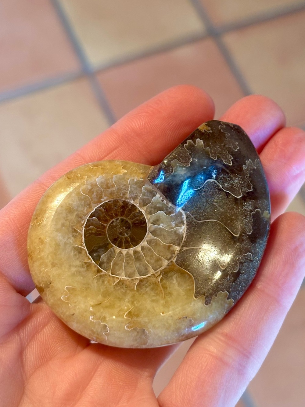🐚 Polished Ammonite Fossil Trinket Dish 🐚
